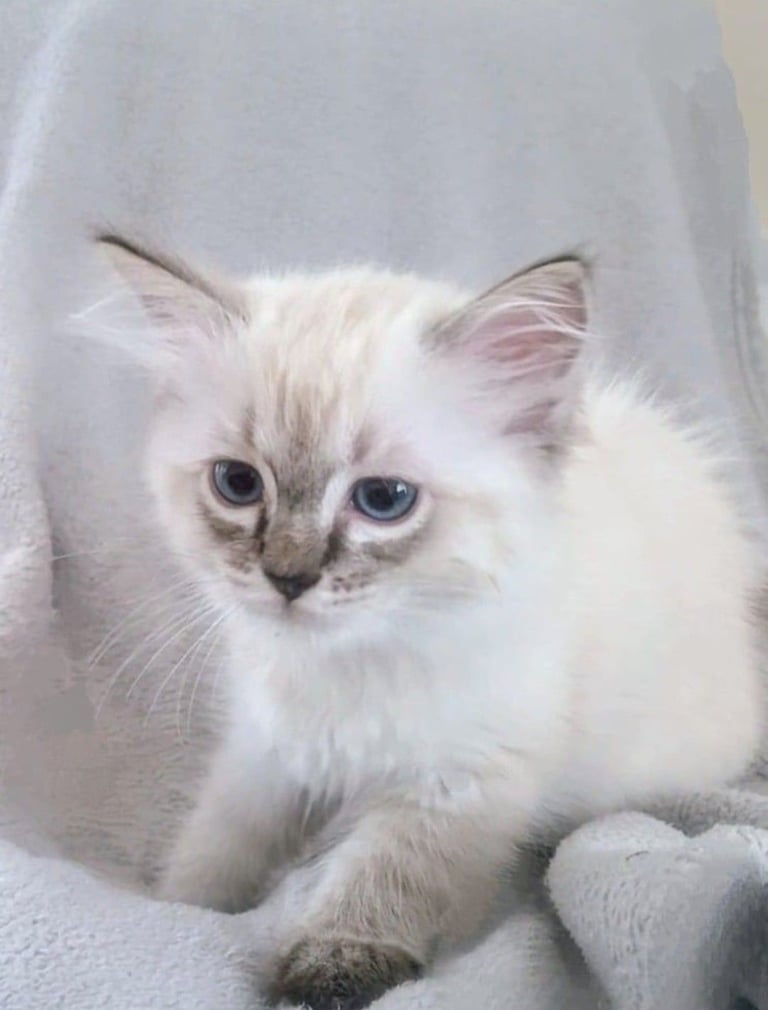 **LAST MALE LEFT** Gorgeous Ragdoll kittens ready to leave. Both parents Pedigrees