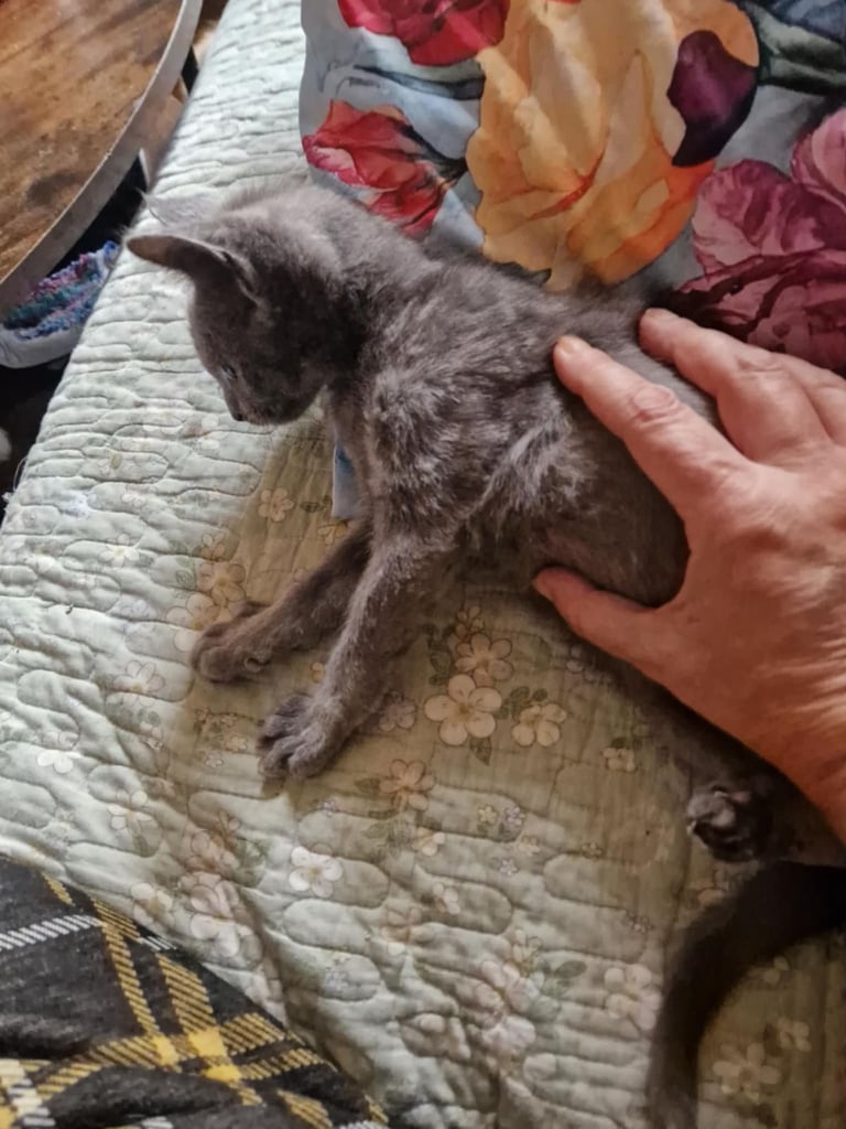 image for 4 mixed siberian kittens 