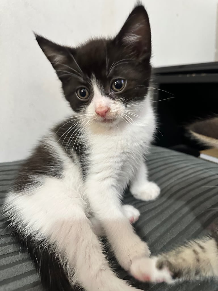🐾 Adorable Kittens Ready for Their Forever Homes! 🏡