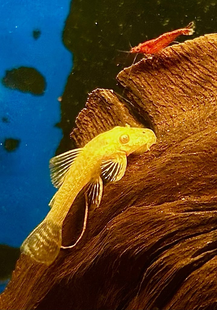 Bristlenose Plecs (Pleco Catfish Tropical Fish)