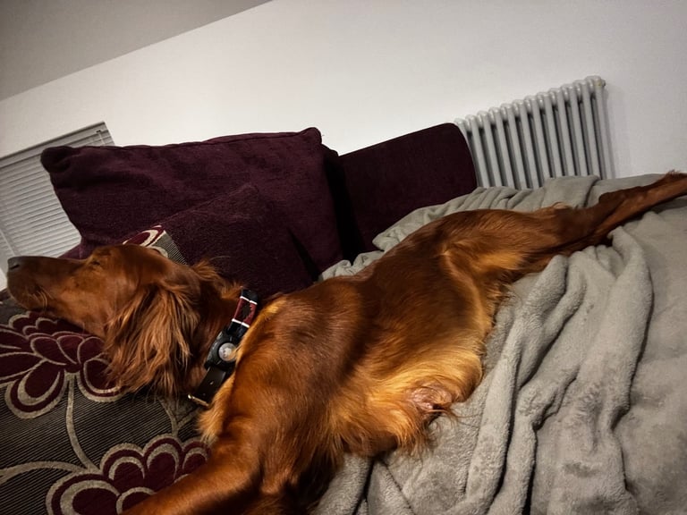 IKC Irish Red Setter puppies 