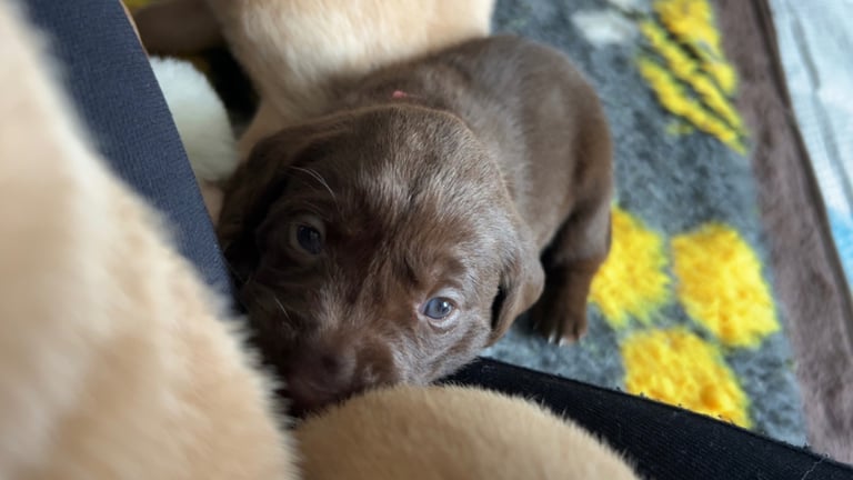 3 Labrador puppies left 