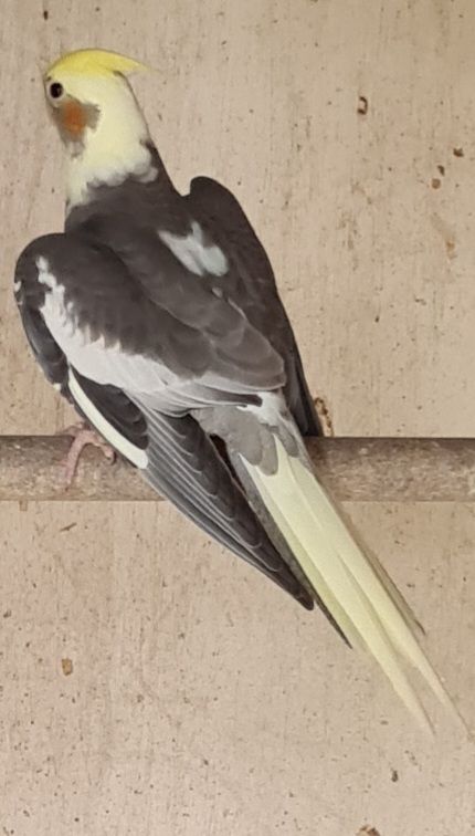 Baby cockatiels