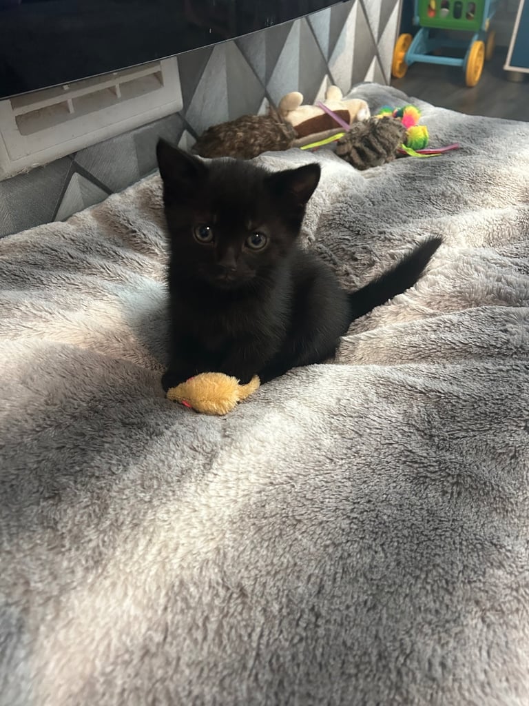 Kittens for sale 🐈‍⬛ 