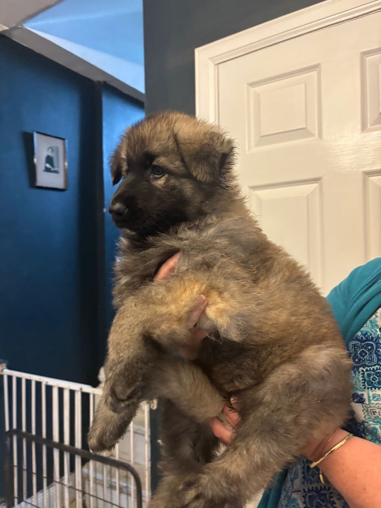 KC Straight Back Long Coat GSD Puppies.