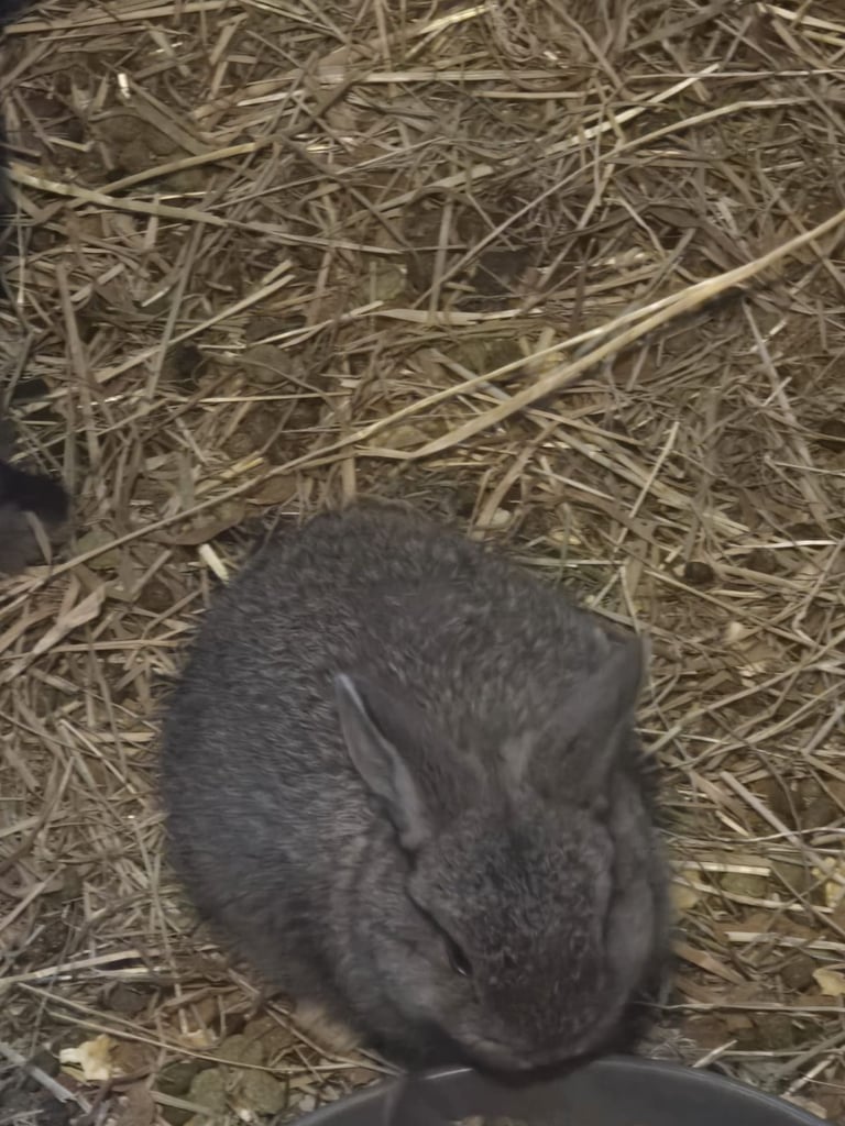 Baby rabbits