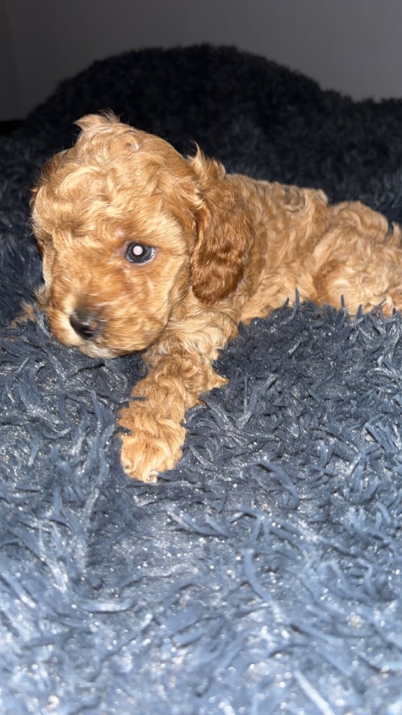 F2B cavapoo puppies ready to leave 