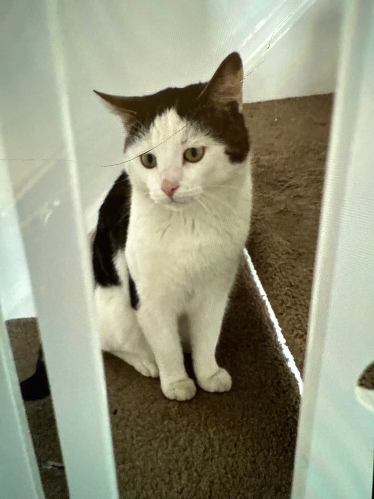 Cat for sale