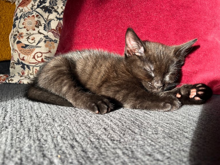 image for Kittens for sale 