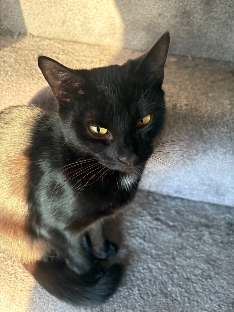 ***Lovely Cat*** £30