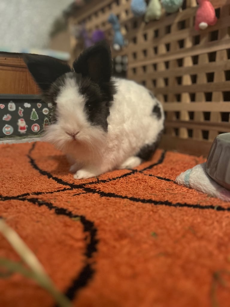 2 rabbits - male and female for rehoming 