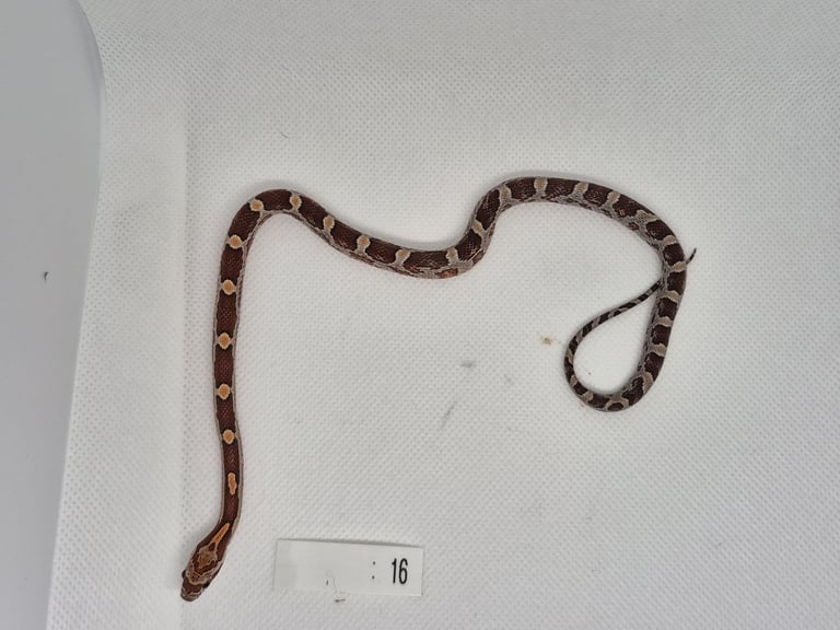 Corn Snake babies 