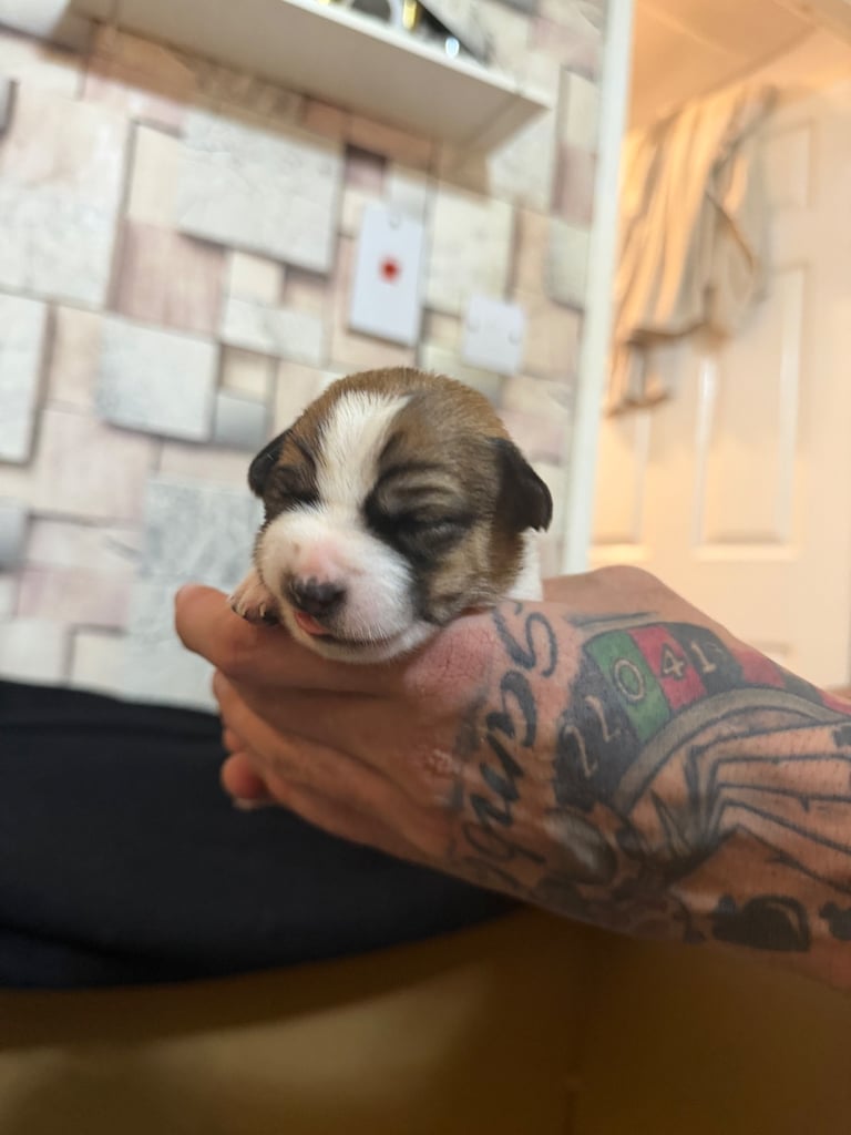 Stunning Jack Russell terriers 