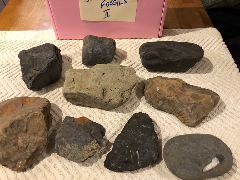 image for Assortment of stone fossils 