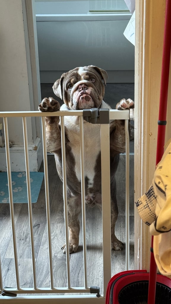6 month english bull dog 