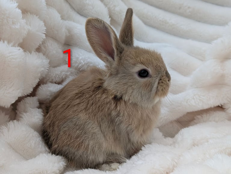 image for Baby Dwarf Lop Ear Rabbits For Sale