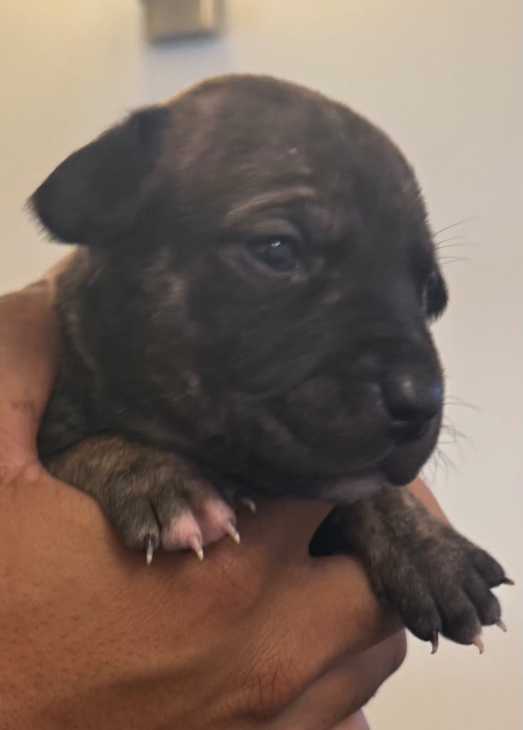 Dutch Herder x American Bully pups