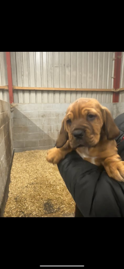 Dogue de Bordeaux cross  (female )