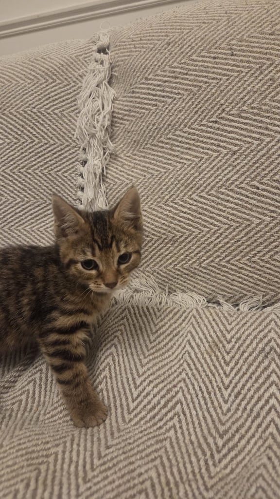 Bengal Mixed Kittens 