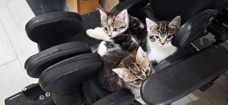 Kittens 