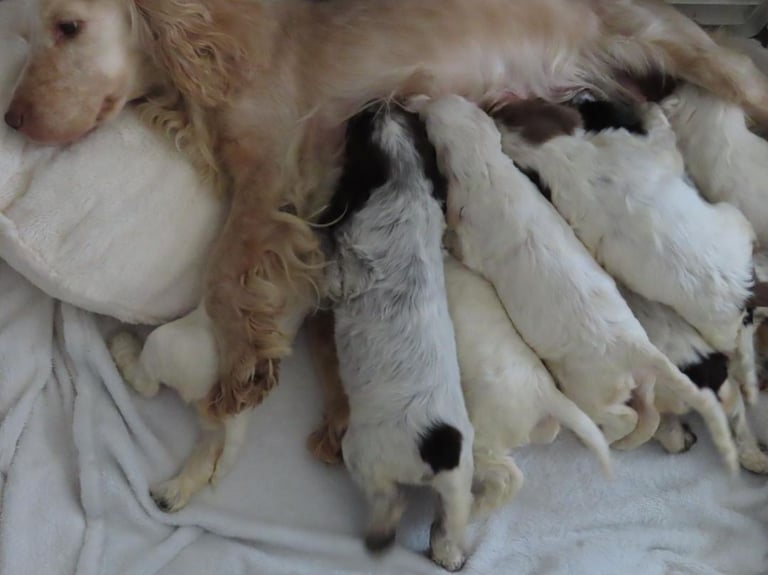 🐾 Exceptional Show-Type Cocker Spaniel Puppies 🐾