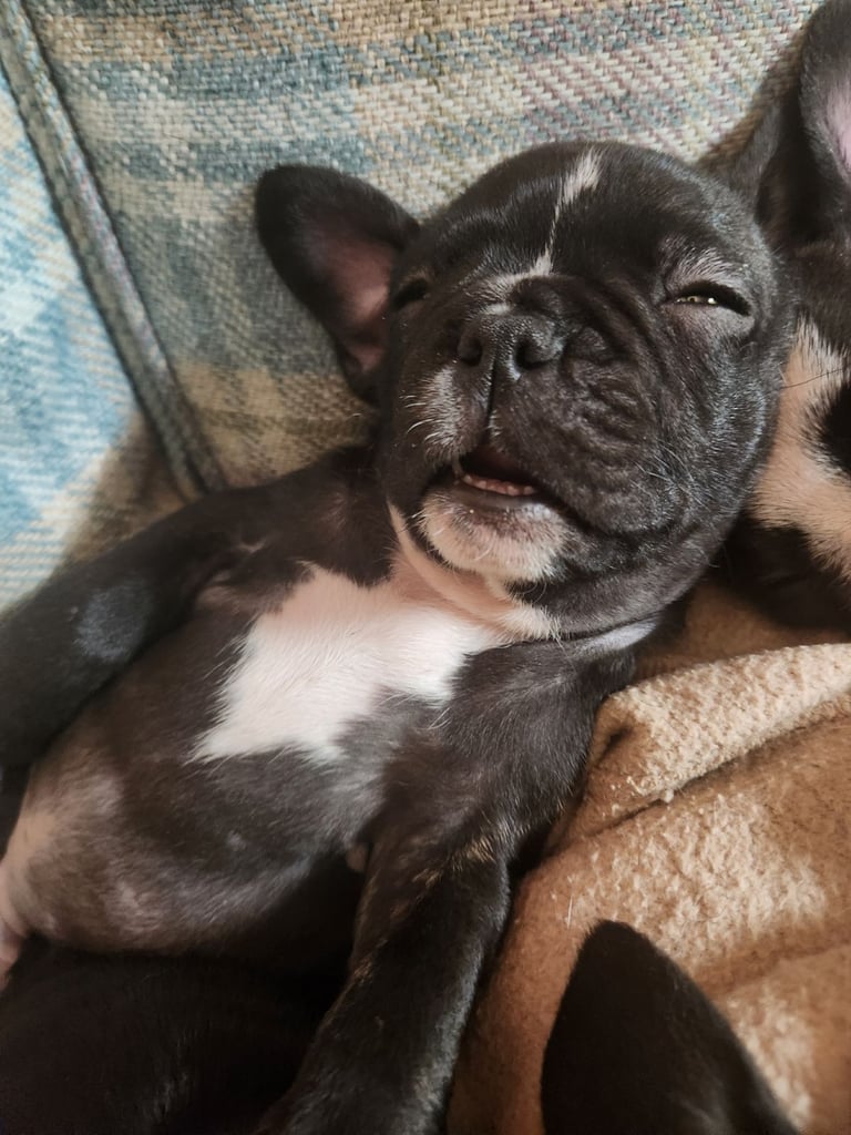 French Bulldog Puppies