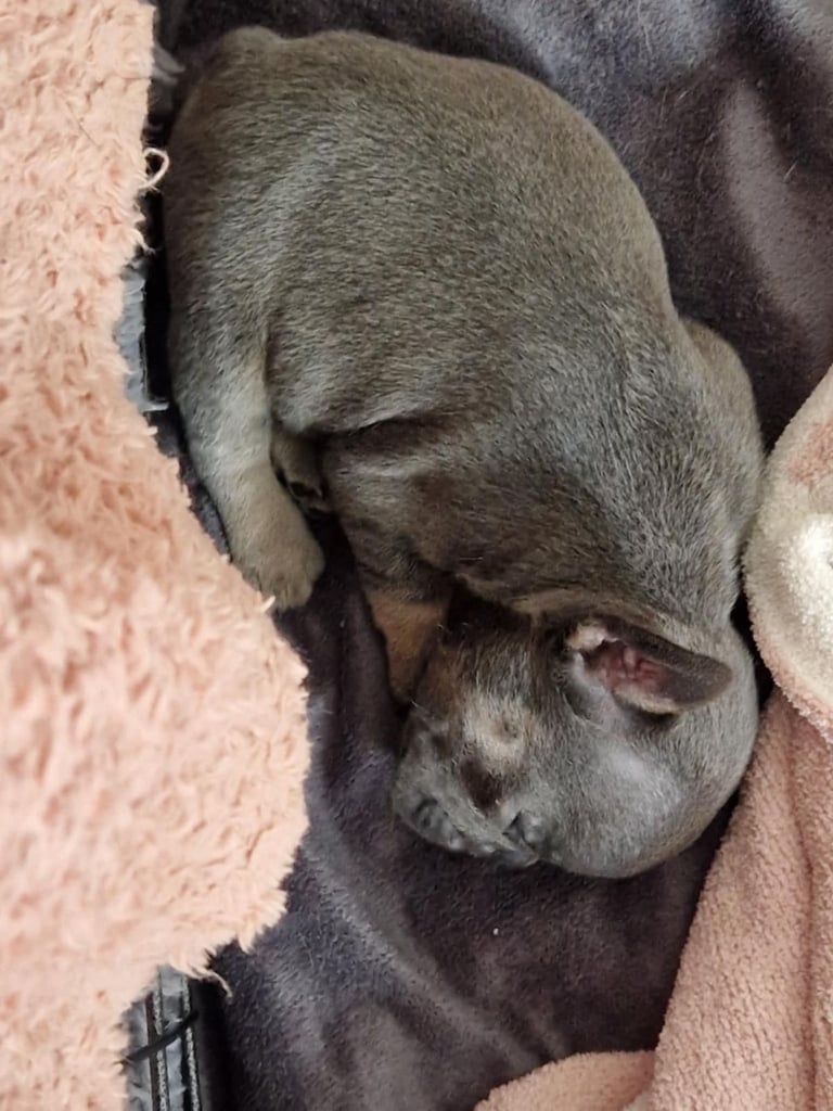 Full pedigree French bulldog puppies