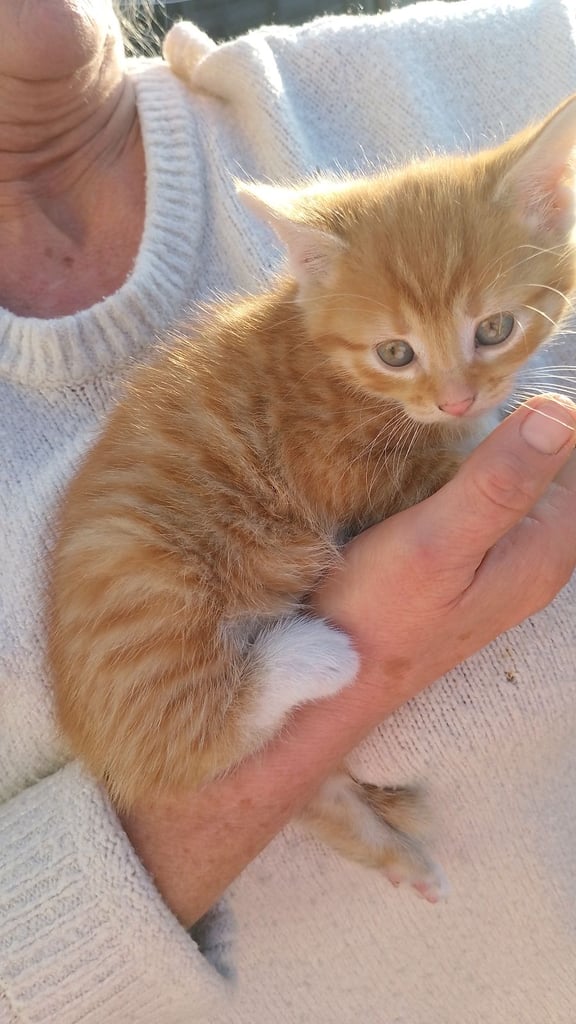 9 week old kittens