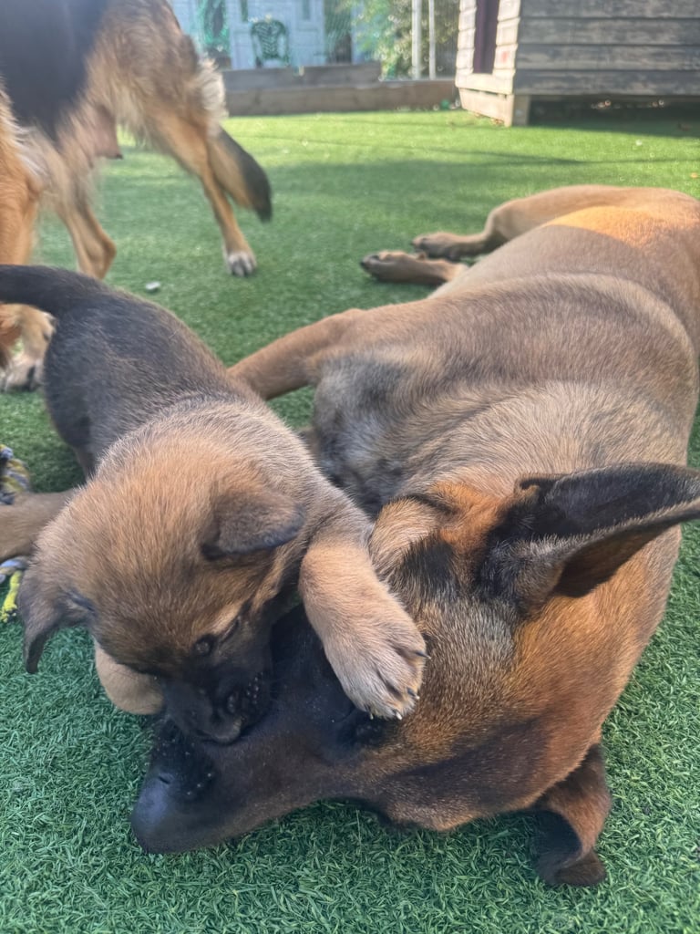 8 beautiful Malisheps