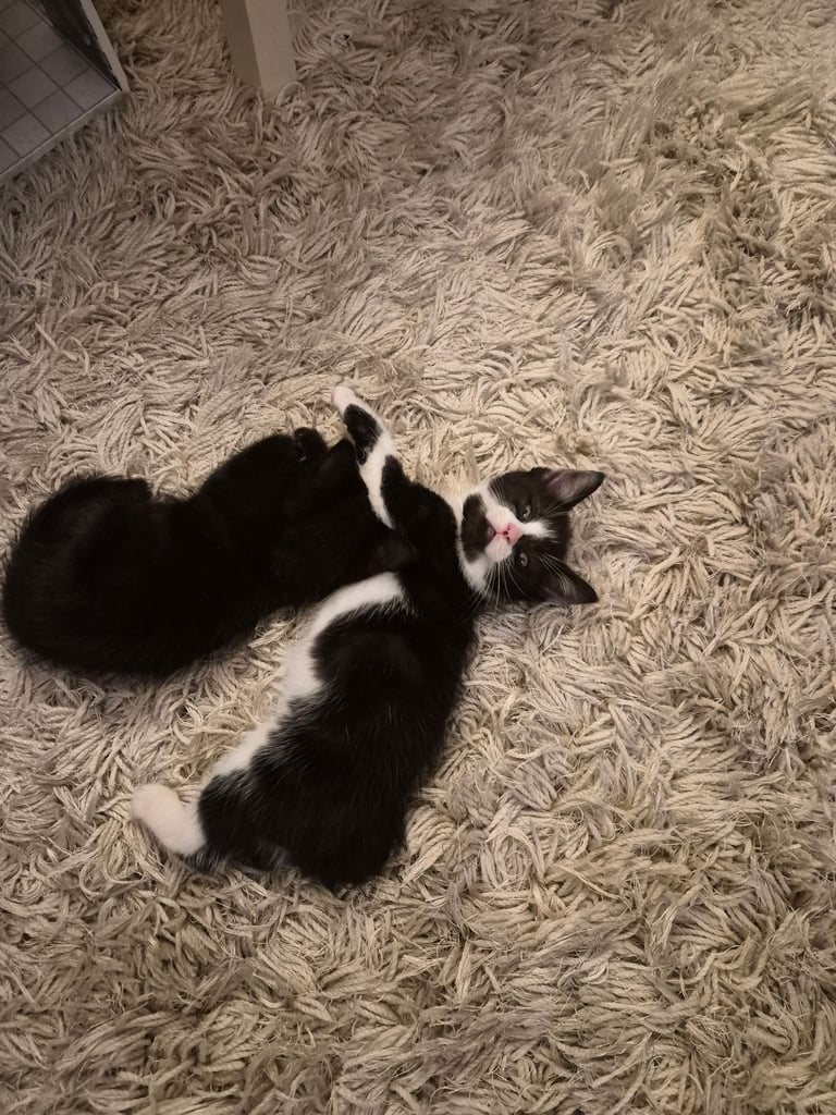 2 boy kittens 