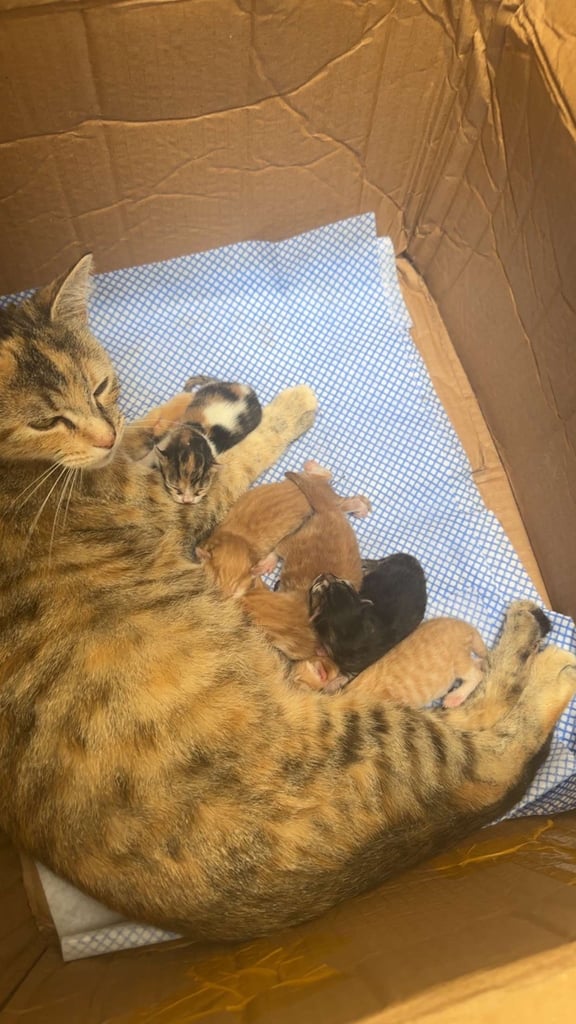 4 Beautiful Playful Kittens – Short Hair & Fluffy Persian Mixes