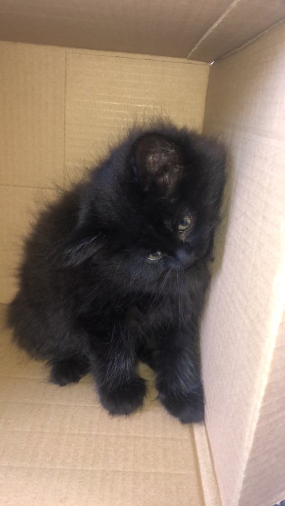 Sold add will be deleted soon 