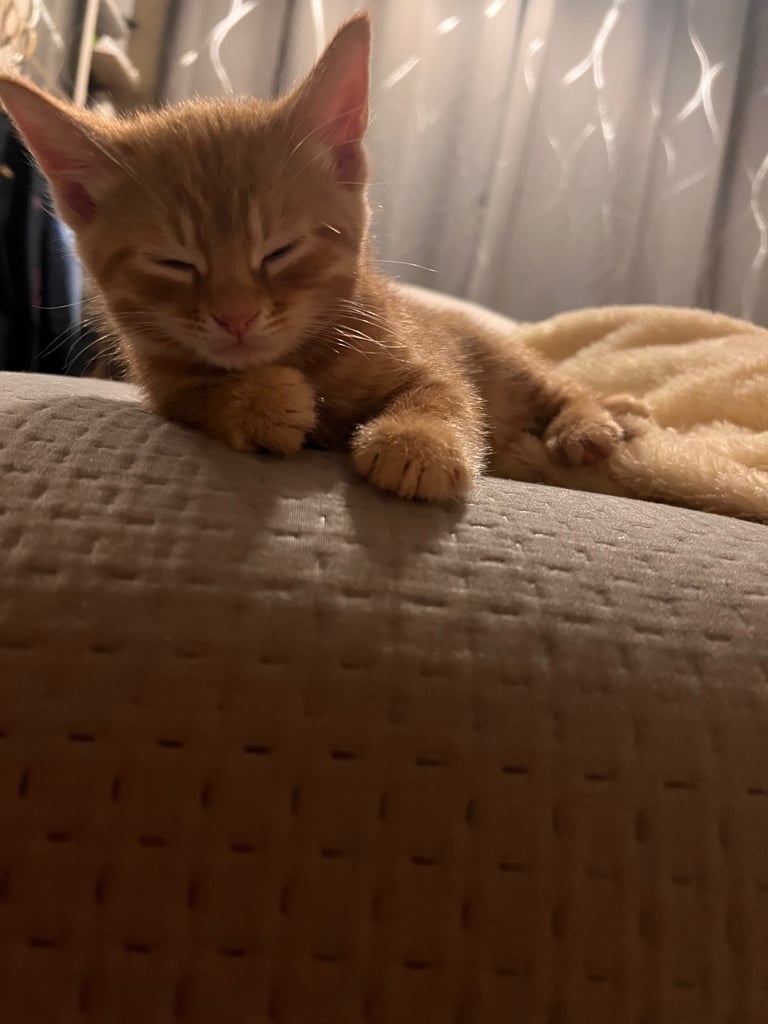 Kittens 