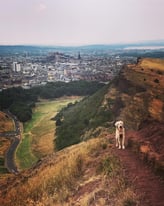 Dog Walking - New Town & Leith