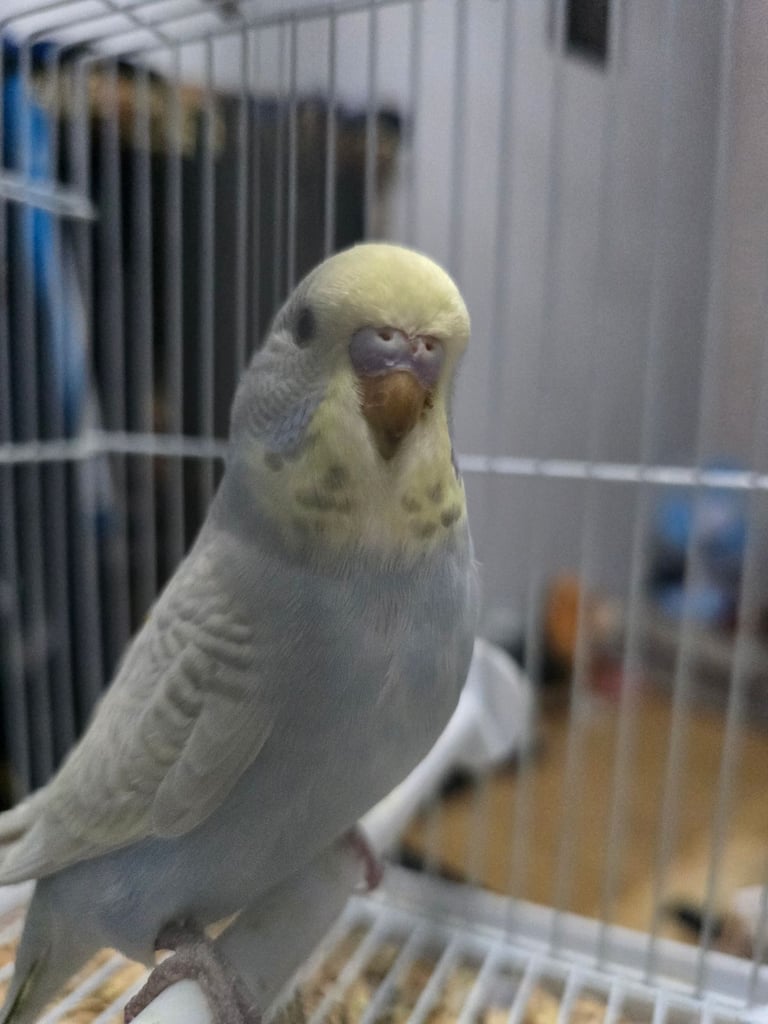 Baby Budgies