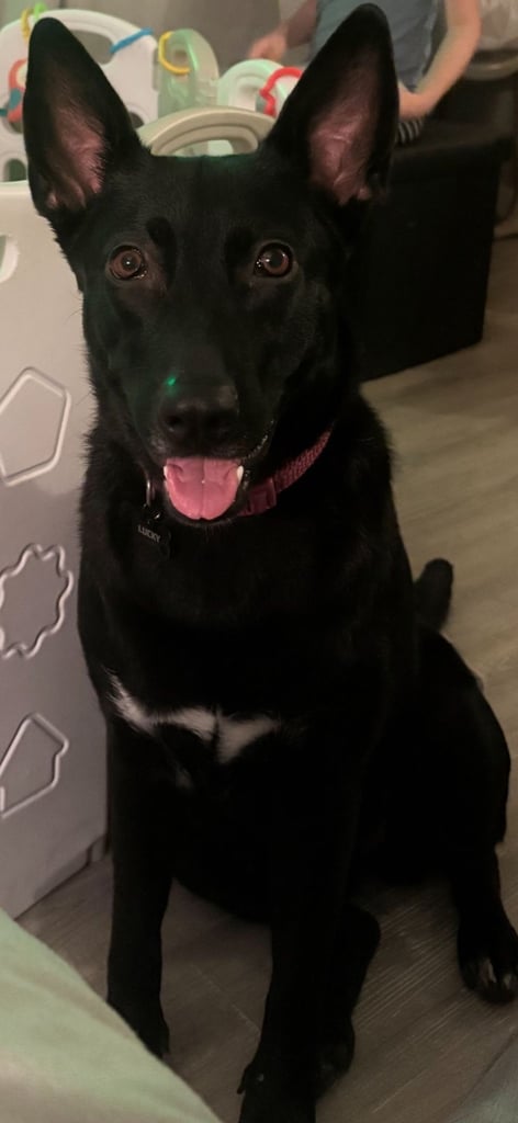 Belgian Malinois / XL Cross – Rehoming needed. Vaccinated, Chipped & Spayed.