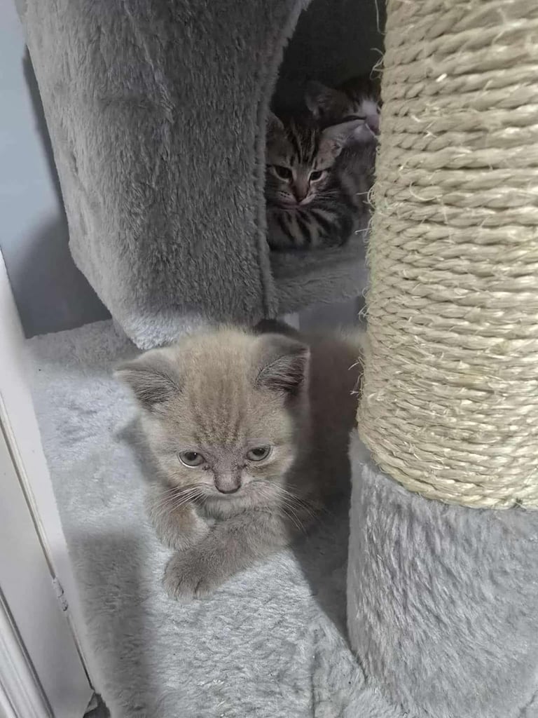 British short hair kitten 