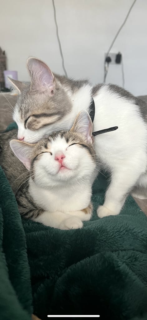 British shorthair mix