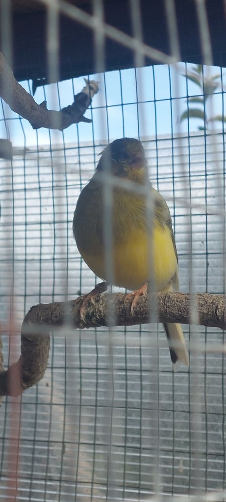 canaries for aviary only