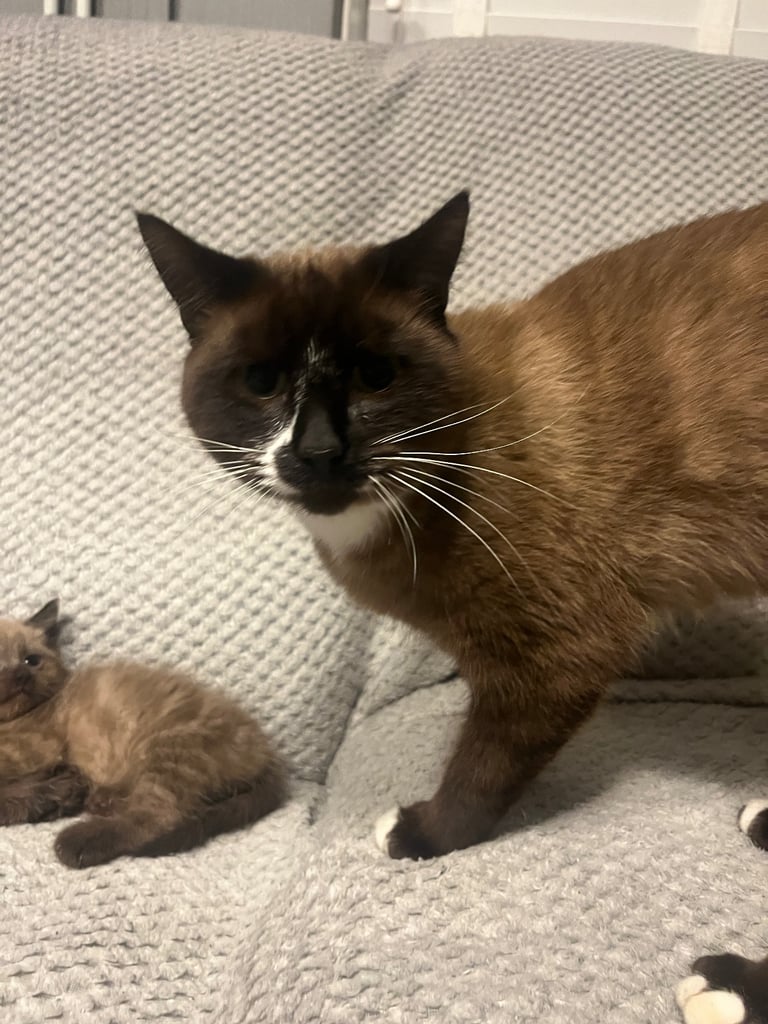 Snowshoe X Birman kittens for sale 