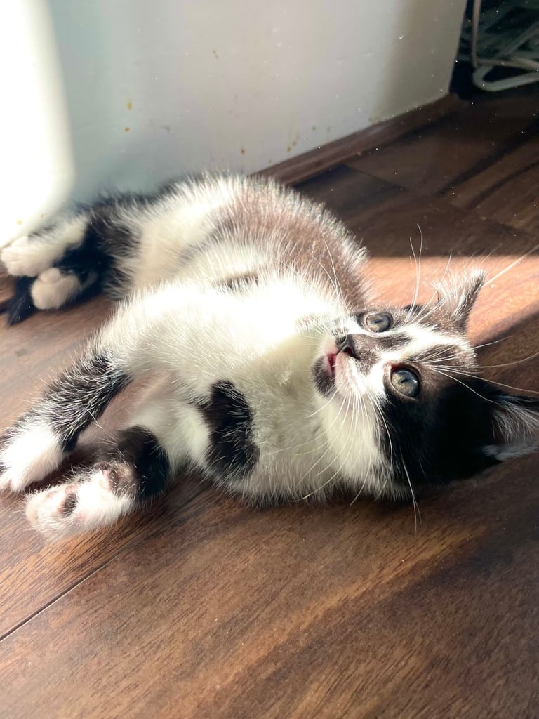 Two GORGEOUS Kittens - male & female 
