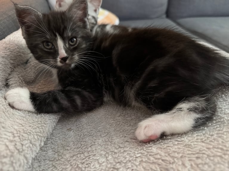 Maine Coon Mix Kittens - All Sold Now