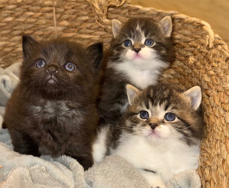 Adorable kittens for sale