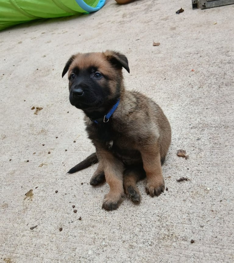 Belgian malinois pups