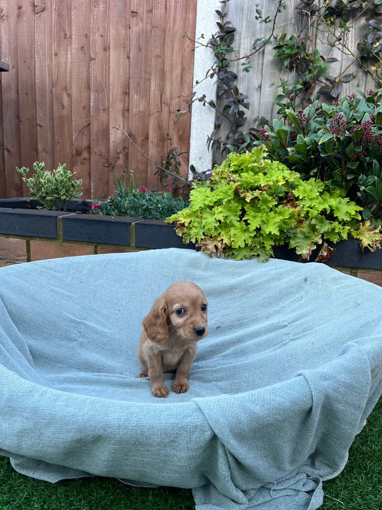 Six beautiful Cocker spaniel puppies