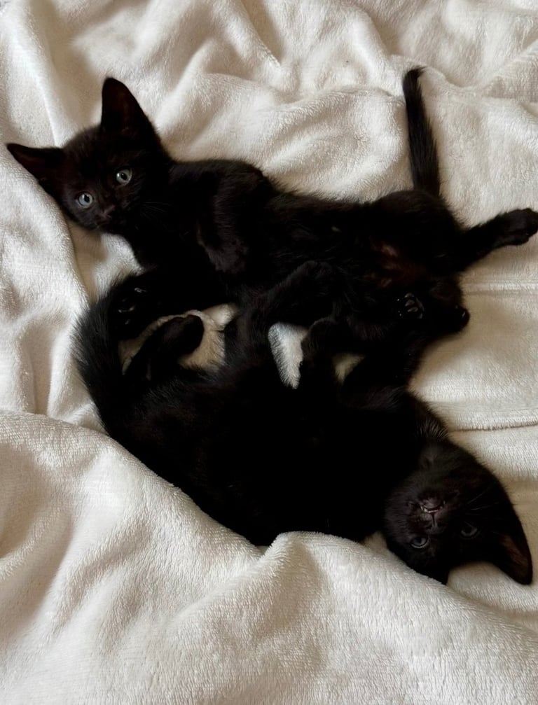 4 Beautiful tabby kittens 