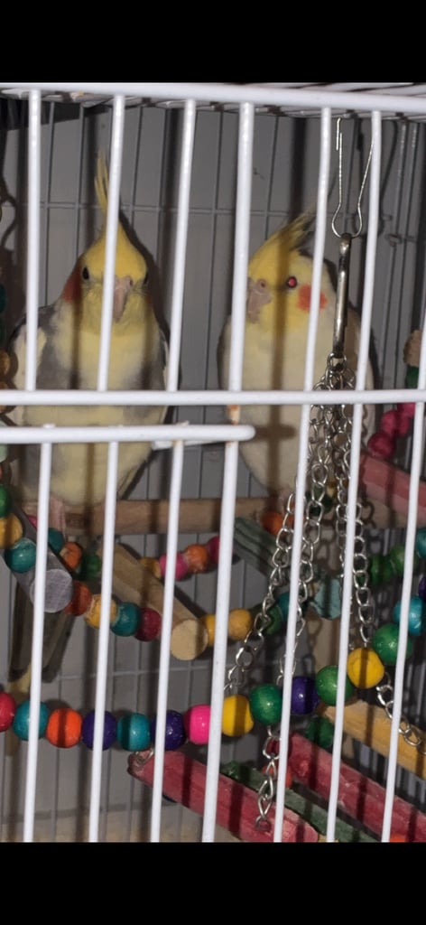 Cockatiels 