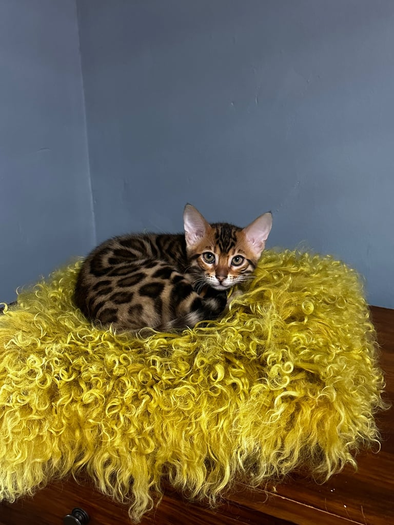 image for TICA pure breed bengal kittens available. 