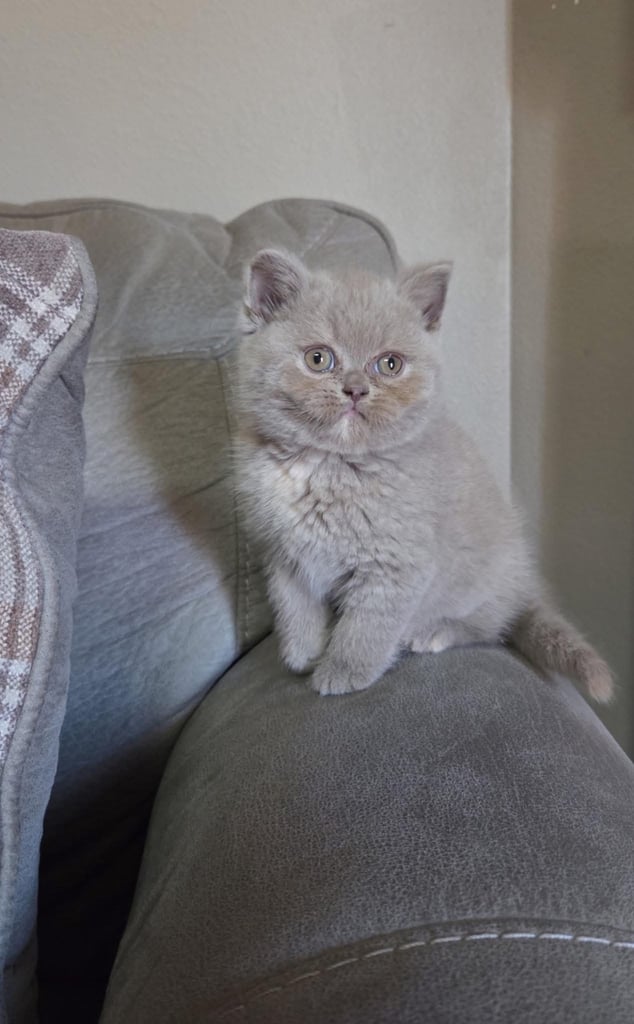 Adorable british short hair Kittens Ready for Their Forever Homes!