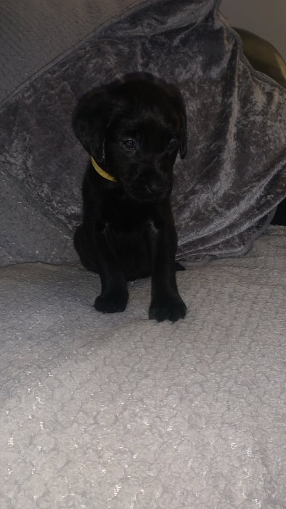 Labrador retriever puppies 